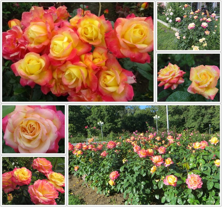 Oriental Peace róże wielkokwiatowe